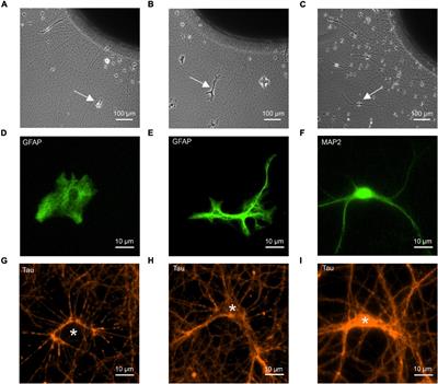 Hemisynapse Formation Between Target Astrocytes and Cortical Neuron Axons in vitro